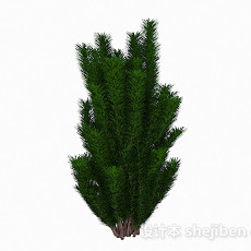 绿色针状低矮灌木3d模型下载