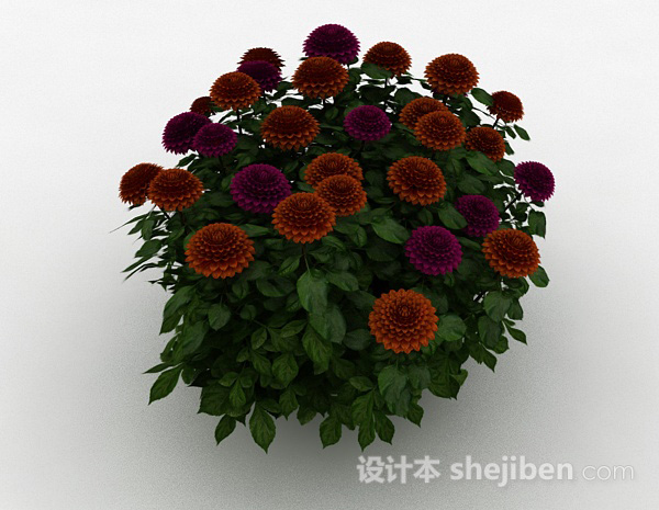 免费双色雏菊植物3d模型下载