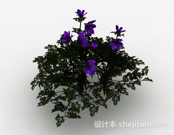 紫色花朵观赏型花卉