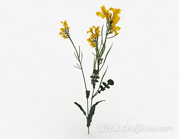 免费黄色花卉植物3d模型下载