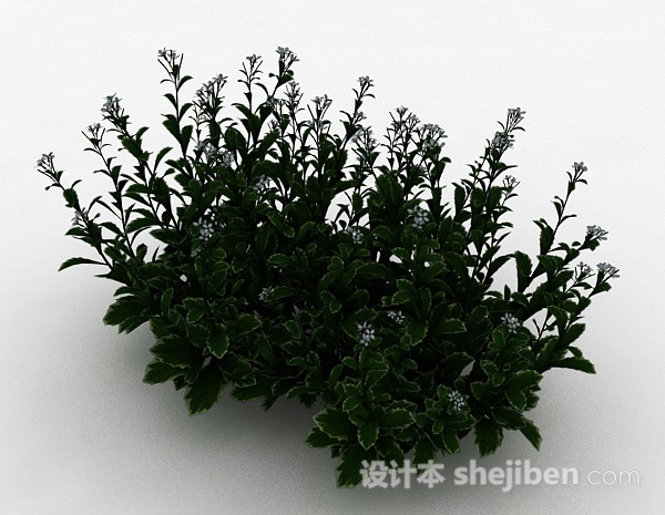 其它白色小花园林植物3d模型下载