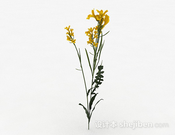 其它黄色花卉植物3d模型下载
