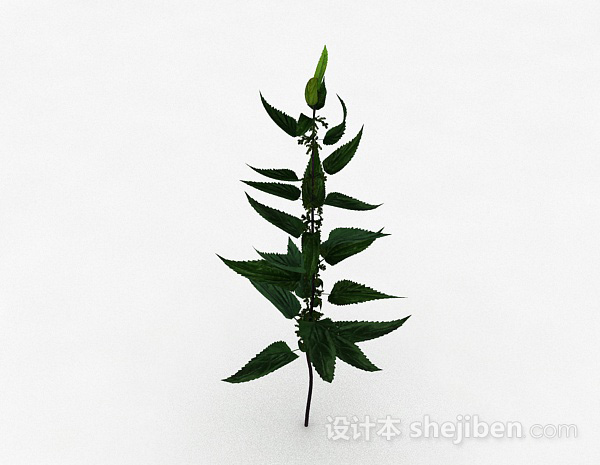 绿色荨麻类植物3d模型下载