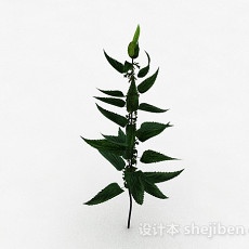 绿色荨麻类植物3d模型下载
