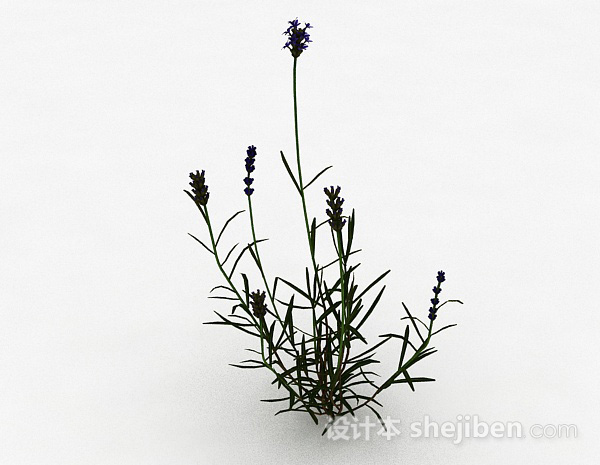 单株紫色花朵植物3d模型下载