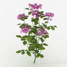 紫色花卉装饰植物3d模型下载