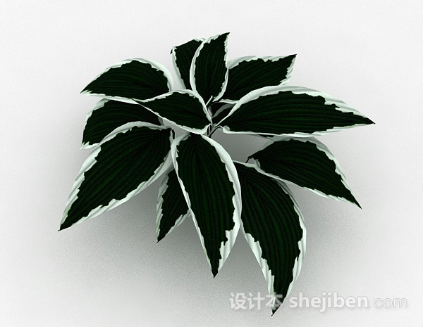 其它绿底白边叶子植物3d模型下载