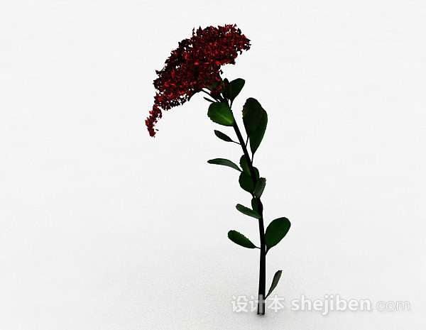 单支红花植物
